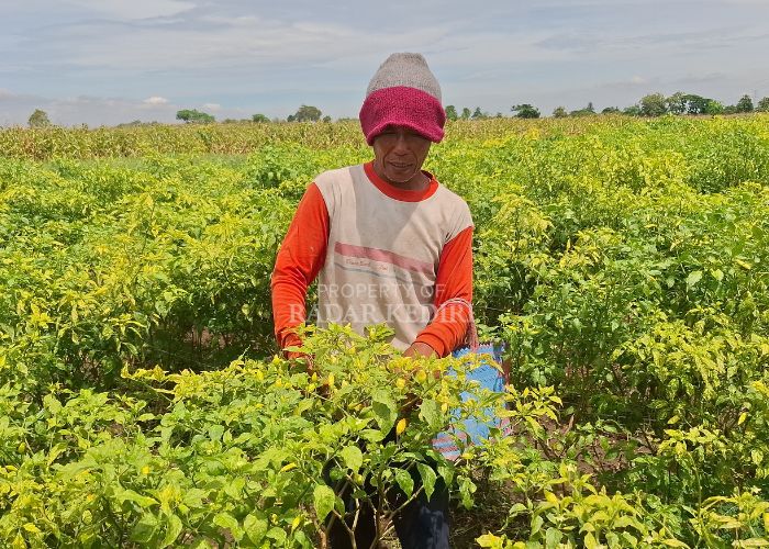 TERIMA NASIB: Slamet, 54, petani cabai di Desa Paron, Kecamatan Ngasem memanen cabai di lahannya. Menurutnya, hasil panen menurun.