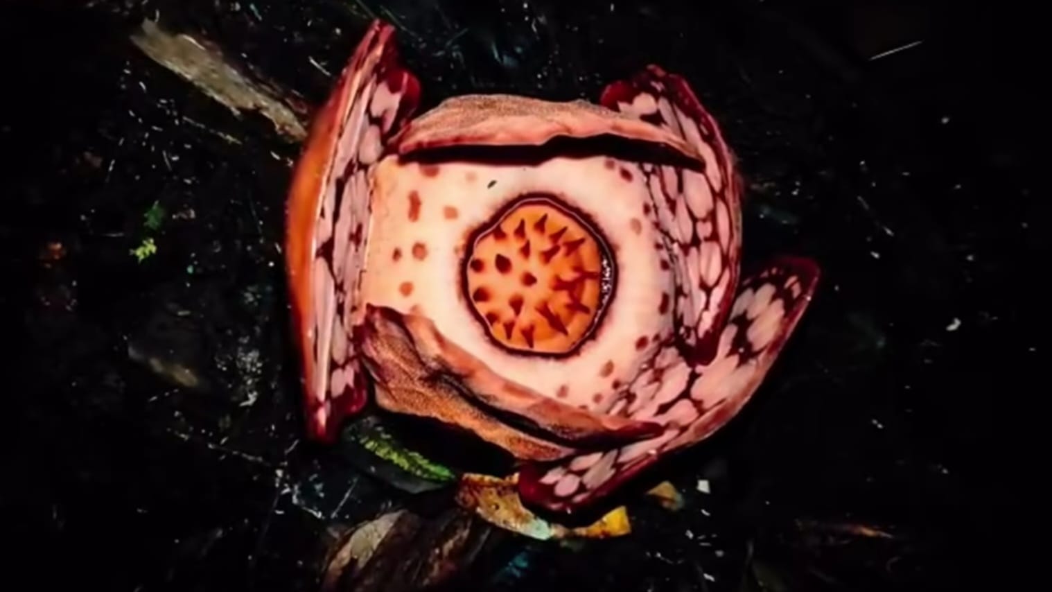 Bunga Rafflesia Hesseltii. (Foto: Instagram.com/@bujangpalala44)