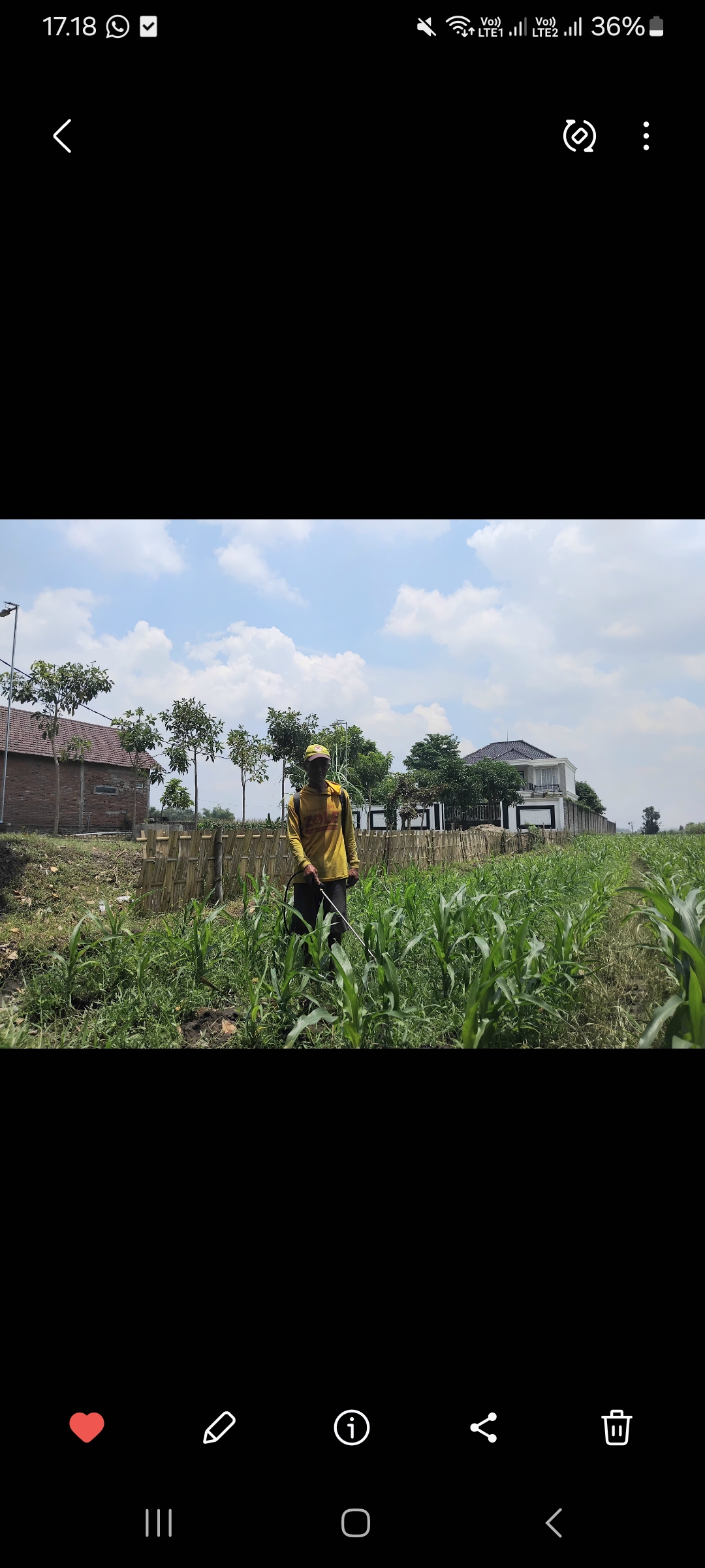 Petani di Kecamatan Ngasem semprotkan pupuk ke tanaman jagung miliknya (Diana Yunita Sari)