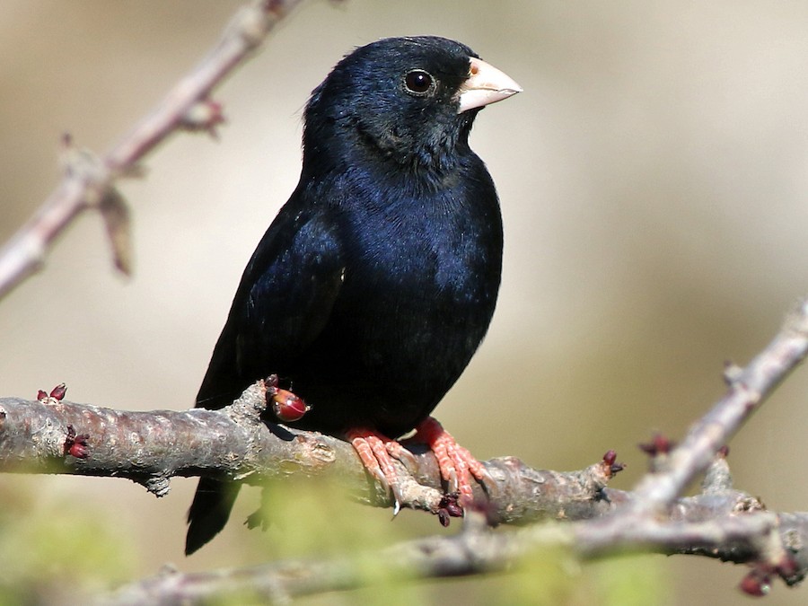 Burung Indigo