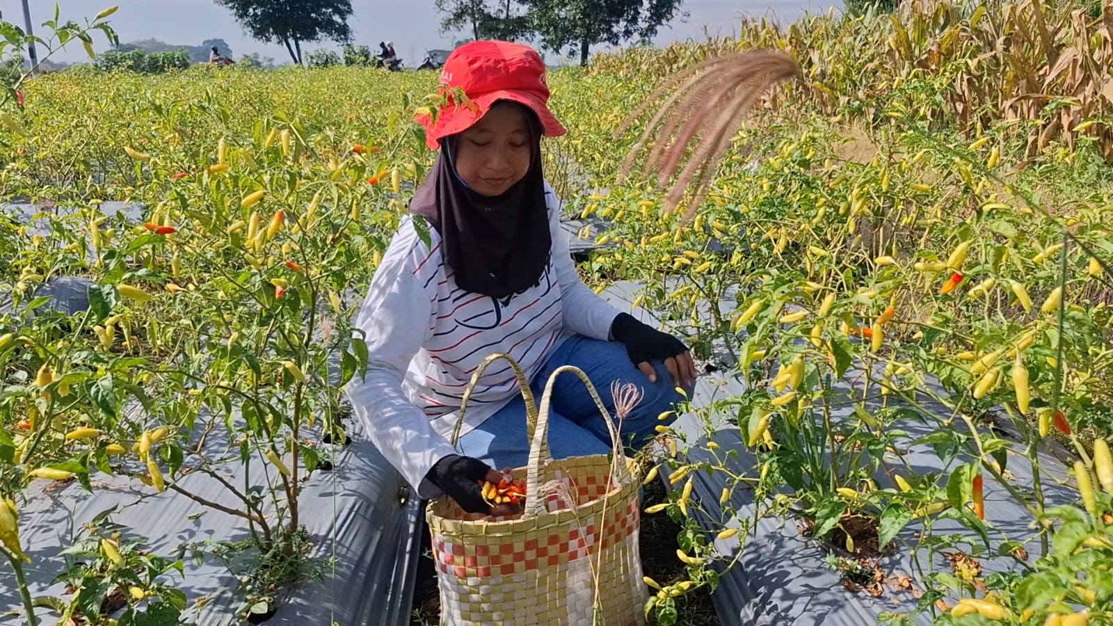 PENURUNAN KUALITAS: Leni memetik cabai yang masih bisa diselamatkan di sawahnya. Curah hujan dengan intensitas tinggi menyebabkan pohon cabai mengalami busuk batang.