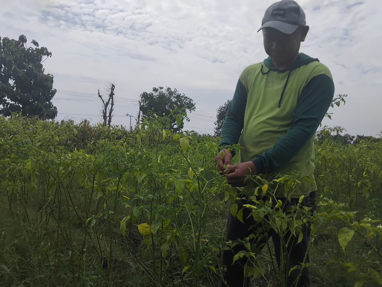 Petani cabai di Desa Kambingan (Diana Yunita Sari)
