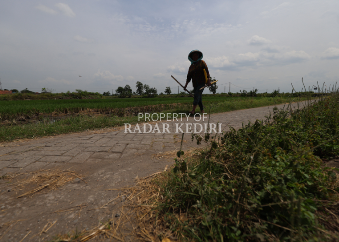 Petani berjalan di jalan yang dibenahi DD. Salah satu opsi untuk meningkatkan pendapatan asli desa (PADes) setelah dana desa (DD) turun sekitar 70 persen, bisa dengan menaikkan sewa aset desa.  (Adji)