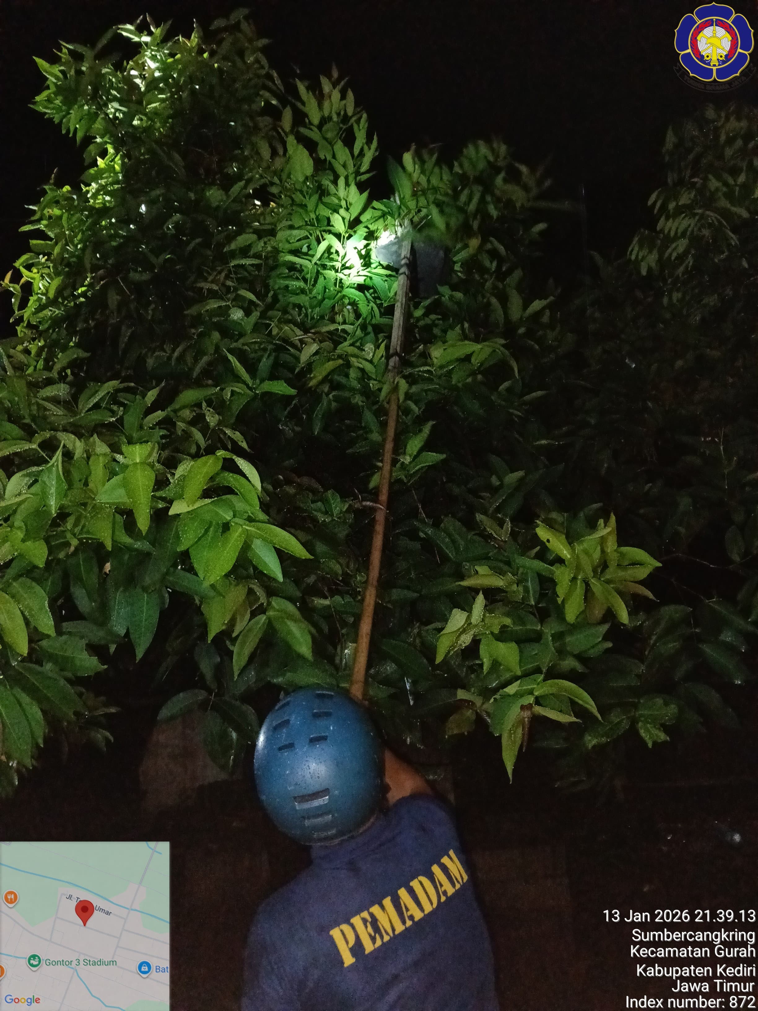 Tim Damkar Kediri berhasil evakuasi kucing yang terjebak di pohon jambu di Gurah.