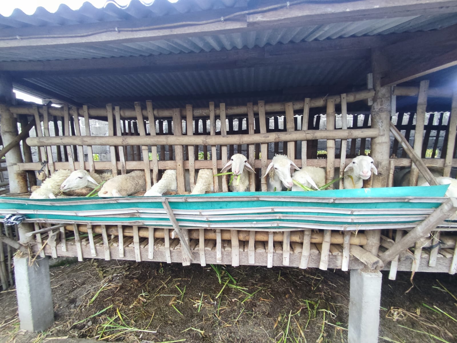 Peternakan kambing yang dikelola Bumdes Kunjang (Diana Yunita Sari)