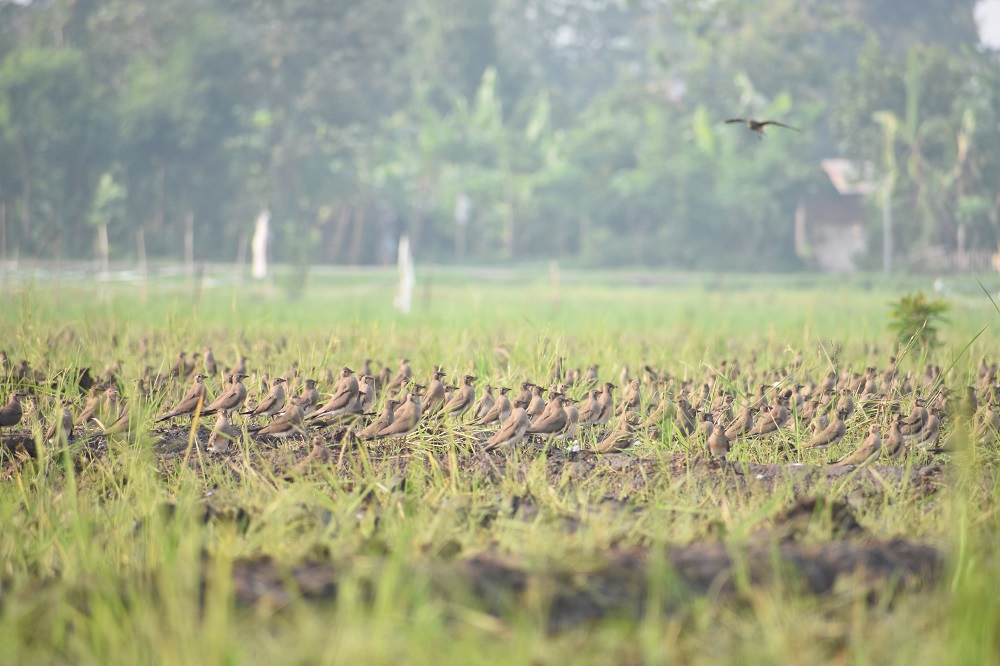 MIGRASI: Gerombolan burung dari Rusia dan China bermigrasi ke beberapa wilayah Tulungagung dan Kediri untuk mencari makan serangga kecil di area persawahan.