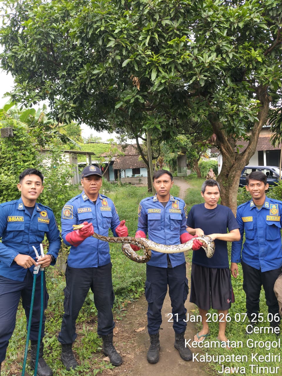 ular sepanjang tiga meter gegerkan warga Cerme, Grogol. Damkar turun tangan untuk evakuasi.