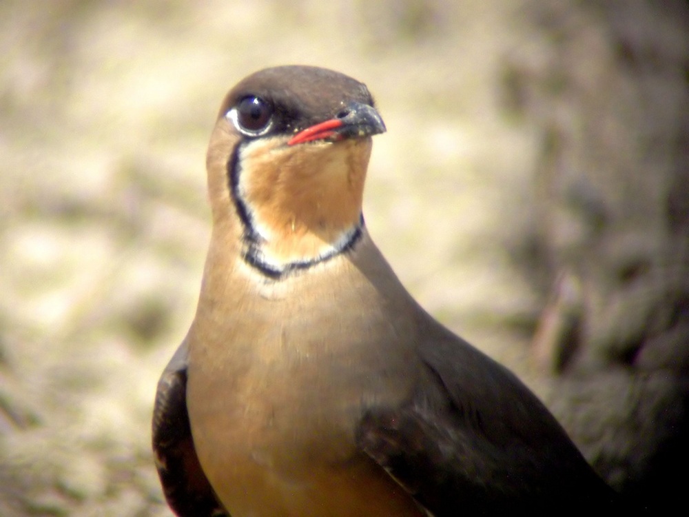 Burung Terik Asia