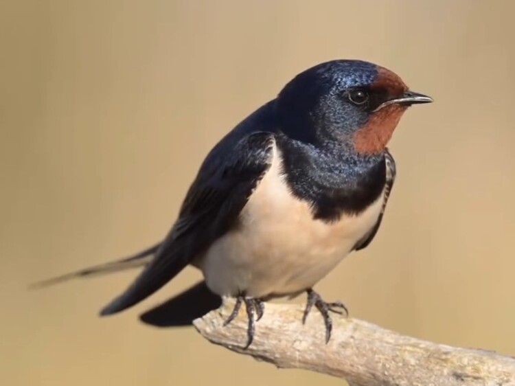 Burung Layang-Layang Asia (Barn Swallow)