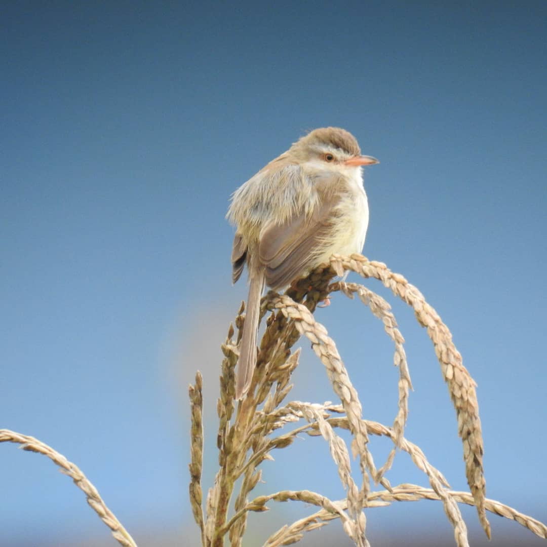 Burung di sawah.
