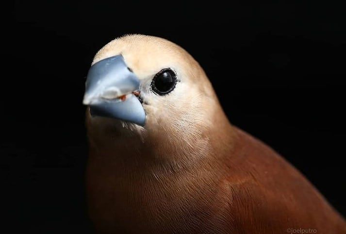 Emprit Kaji