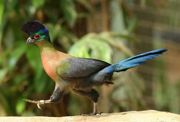 Burung Purple-Crested Turaco