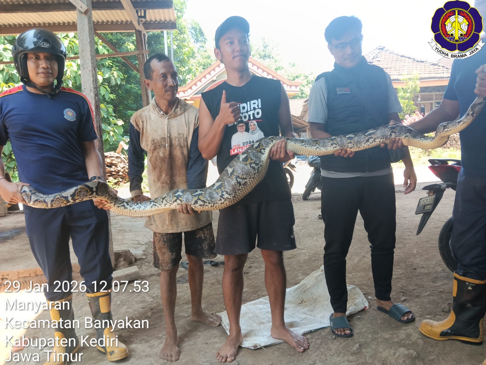 Petugas berhasil mengevakuasi ular piton empat meter di Grogol.