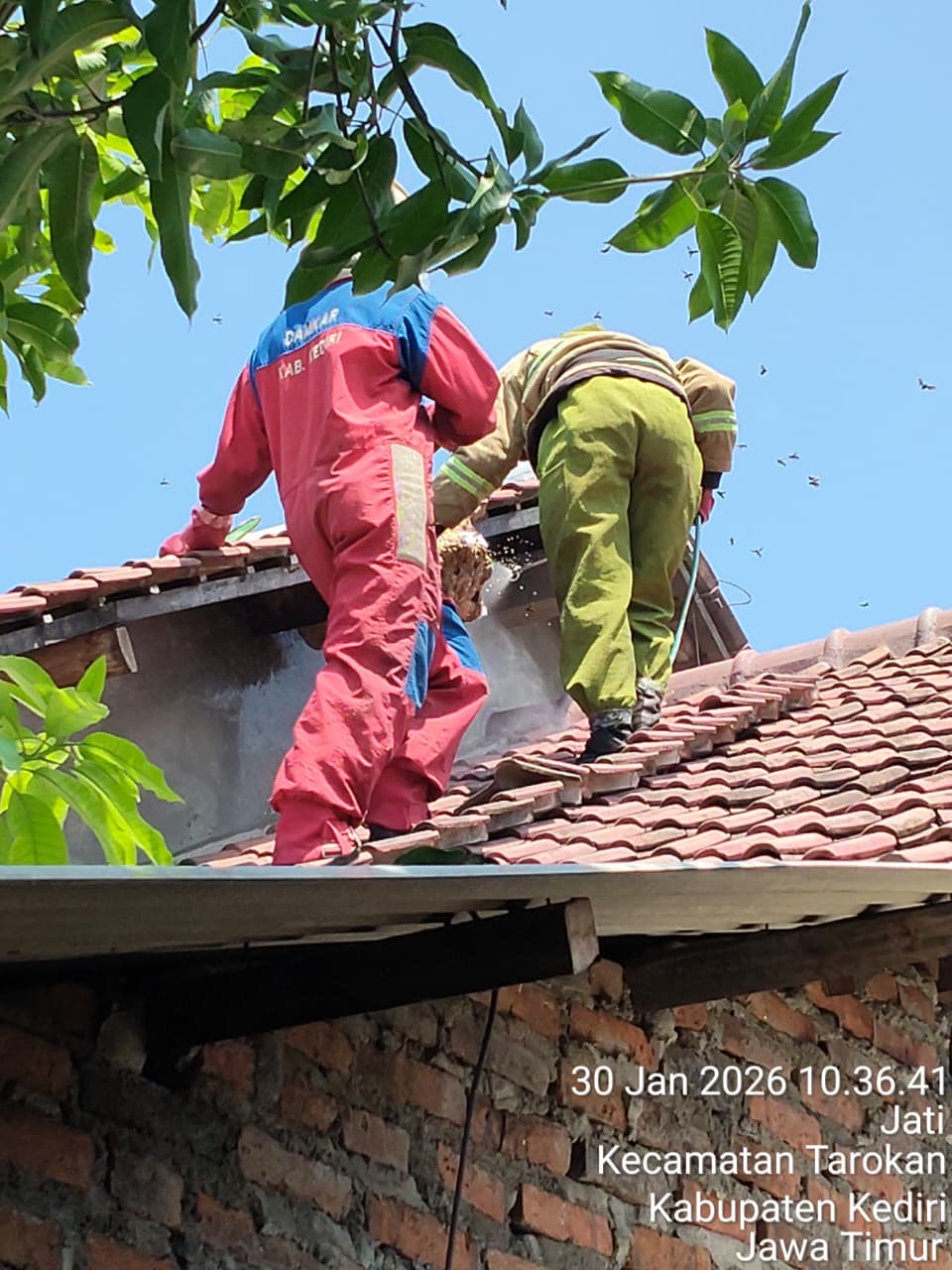 Petugas damkar sedang mengevakuasi tawon vespa di rumah warga Tarokan. ( Foto: Bidang pencegahan kebakaran satpol PP Kabupaten Kediri)