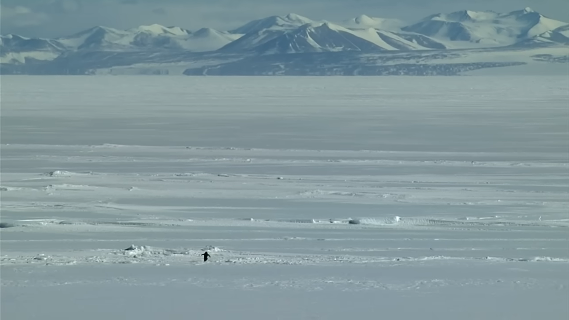 Nihilist Penguin
