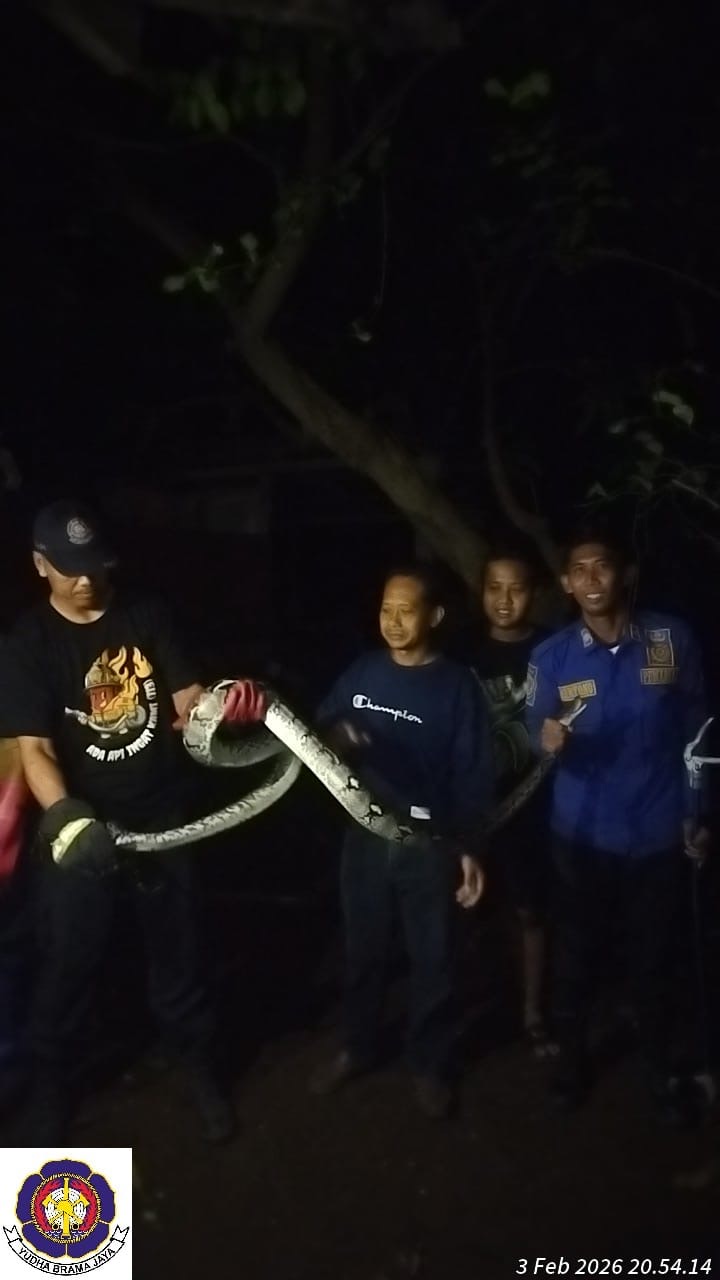 Petugas melakukan evakuasi ular tiga meter di Grogol. (Damkar Kabupaten Kediri)