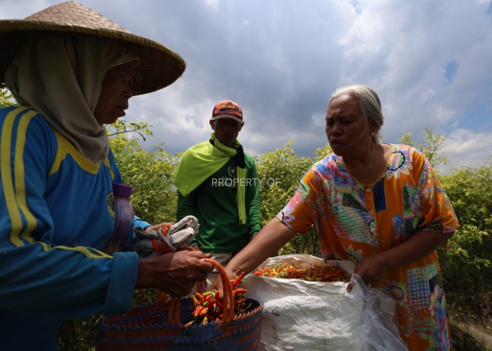 MEROKET: Petani di Desa Paron, Kecamatan Ngasem sedang memanen tanaman cabai miliknya. Meski begitu pasokan lombok disebut menipis.&nbsp;(Foto: WAHYU ADJI)