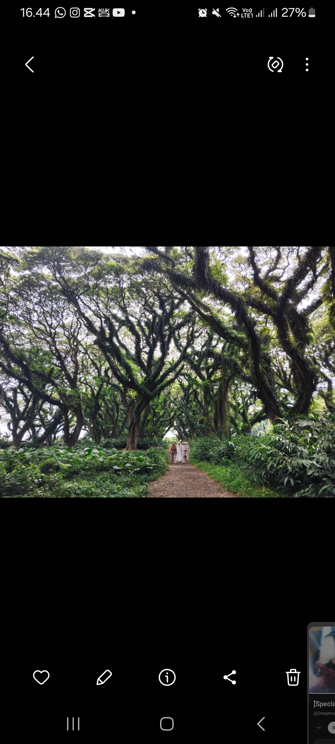 De Djawatan Banyuwangi, sensasi berjalan di hutan layaknya di negeri dongeng (Diana Yunita Sari/JPRK)