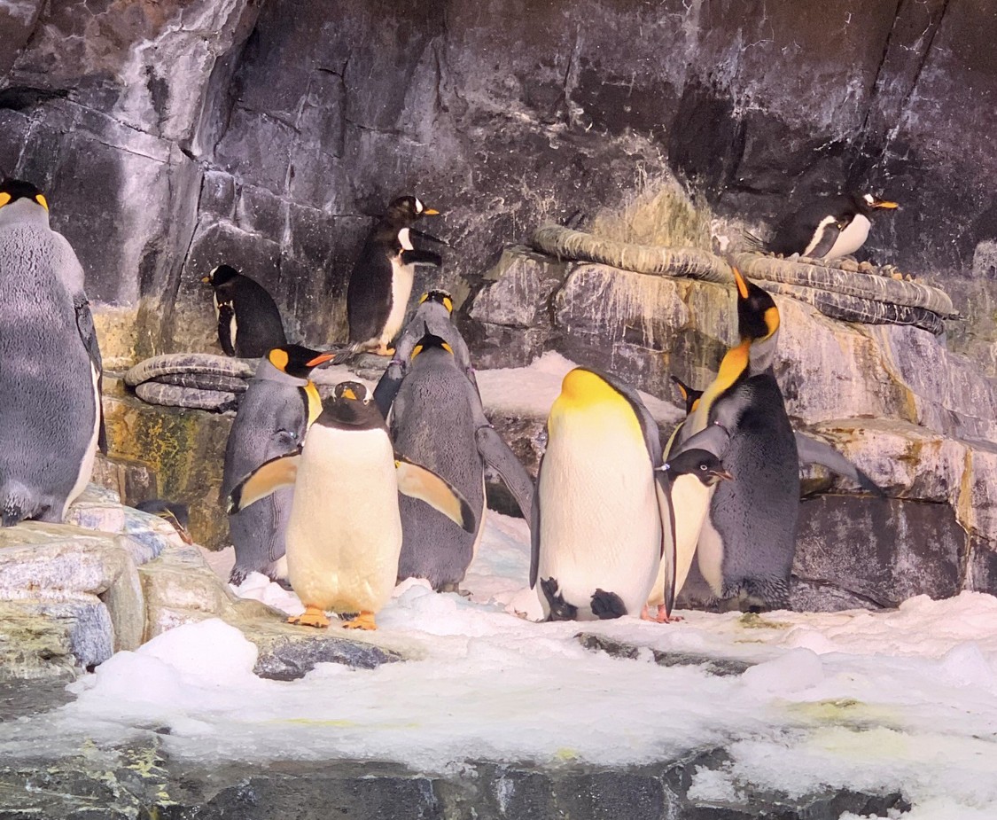 Emperor Penguin