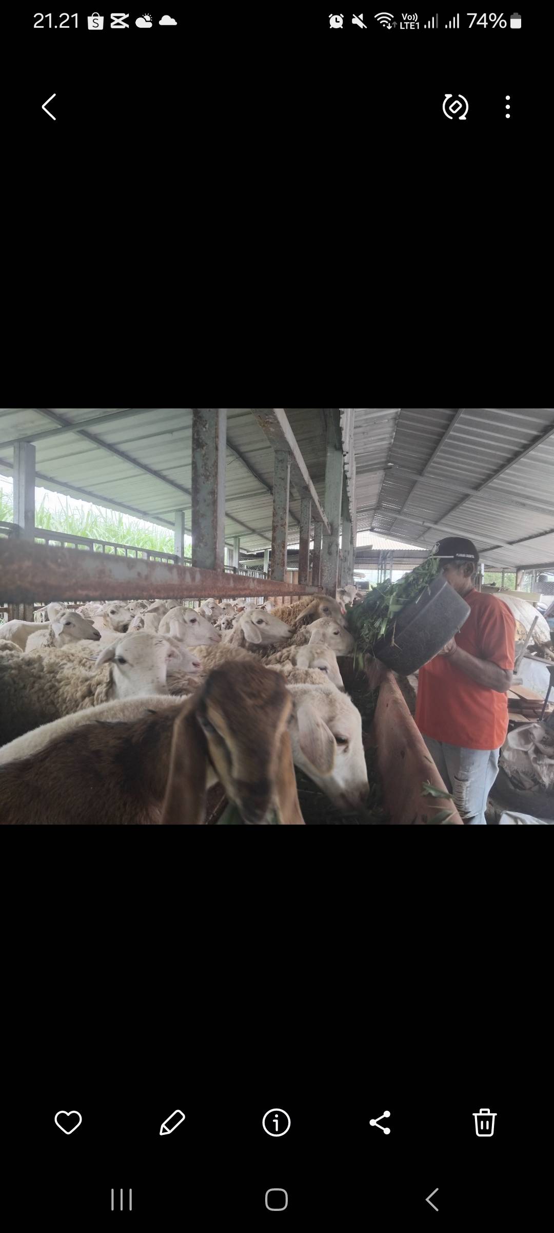 Pekerja memberi makan ternak kambing usaha Bumdes (Diana Yunita Sari)