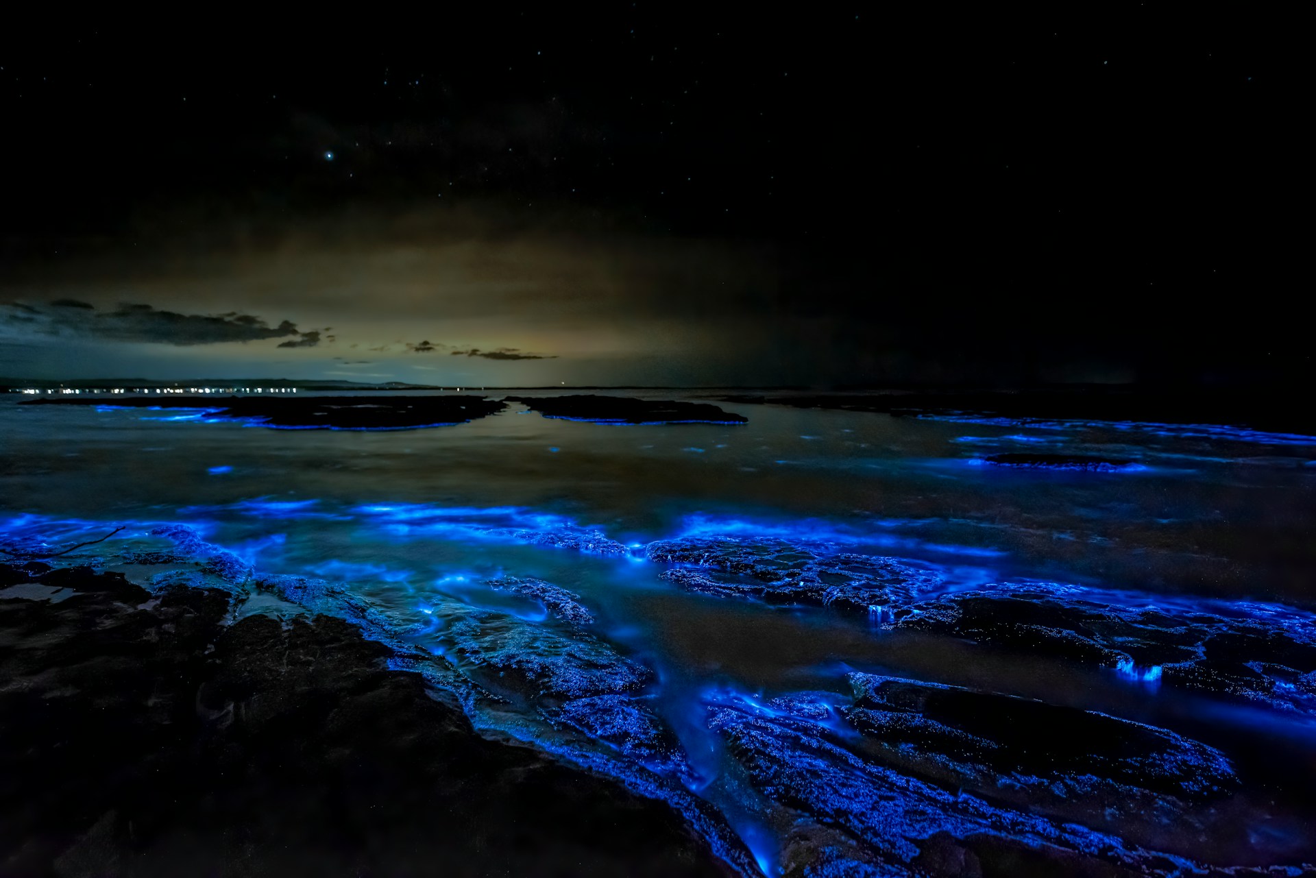 Bioluminescent Waves