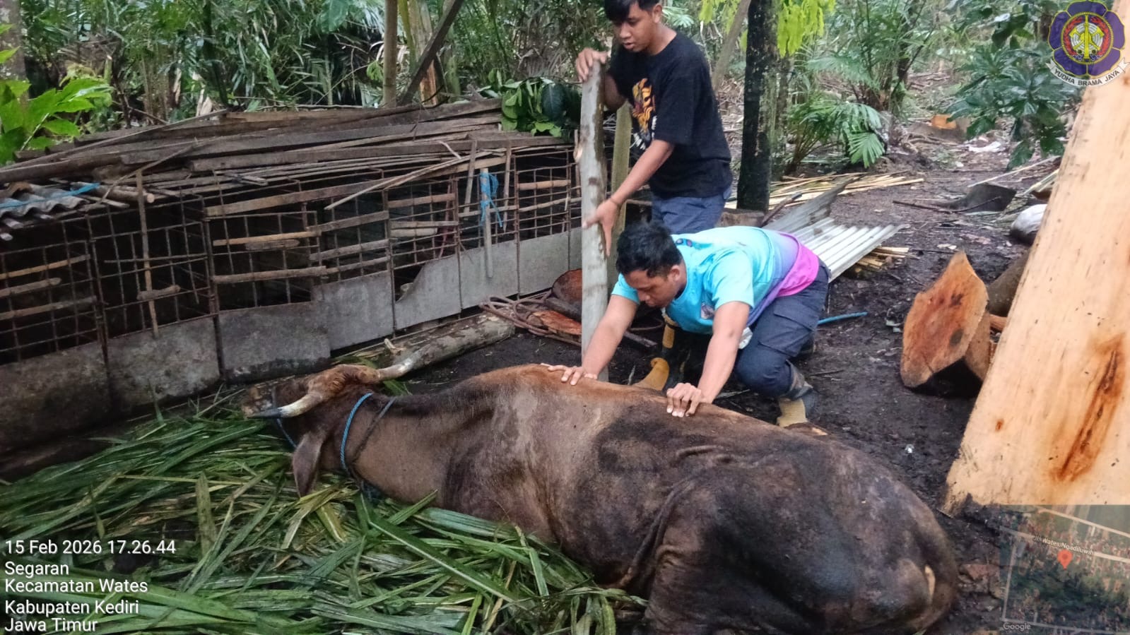 Perugas damkar lakukan evakusi sapi yang terperosok. (Foto: Damkar Kabupaten Kediri)