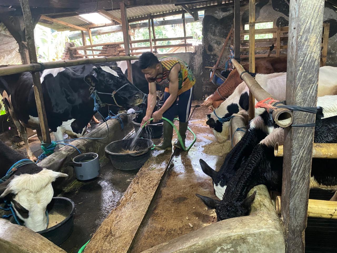 Anggoro, salah satu peternak sapi perah di Desa Medowo, Kecamatan Kandangan, Kabupaten Kediri.