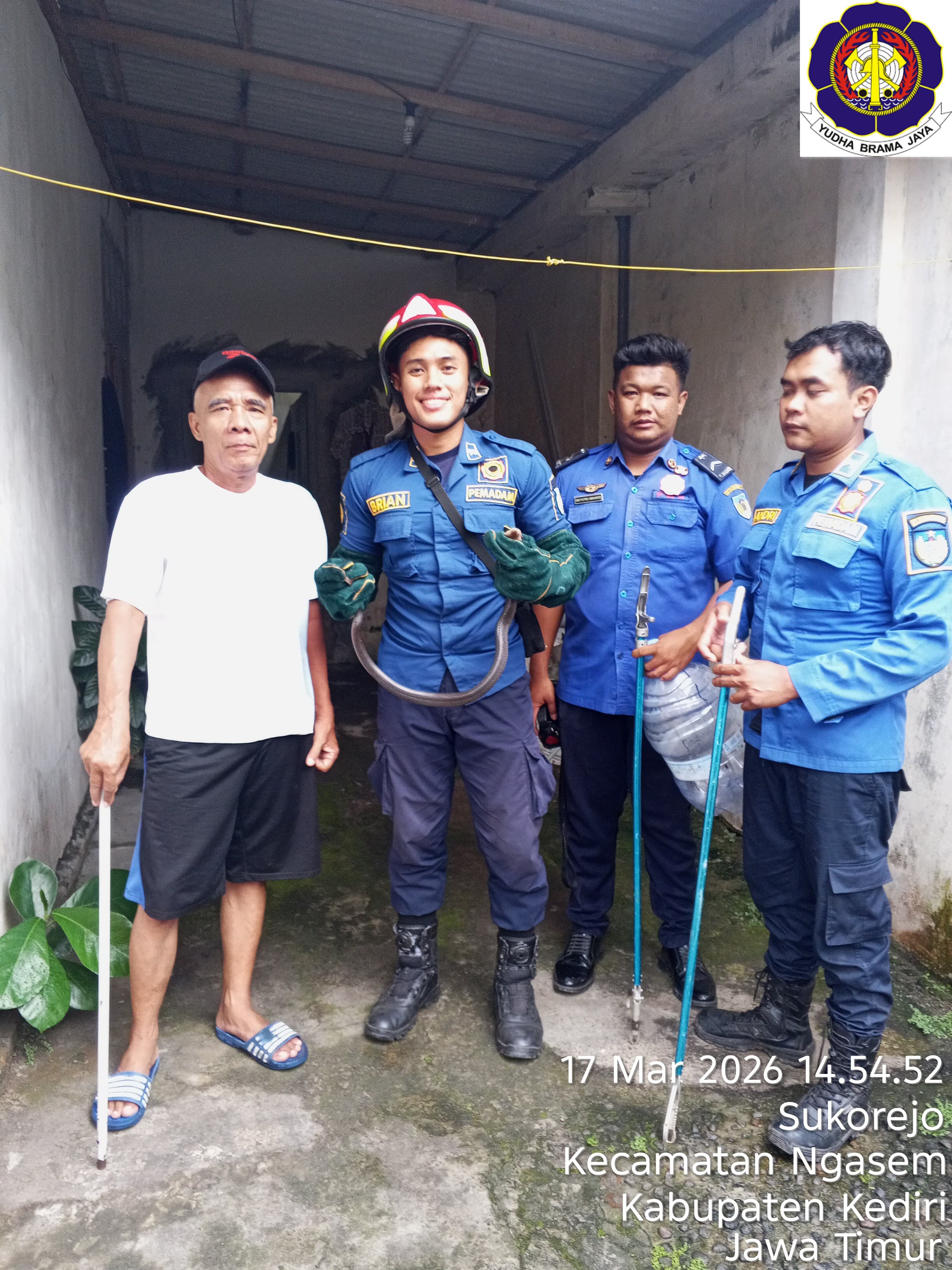 Evakuasi ular kobra oleh Damkar Pos Grogol di rumah warga Desa Sukorejo 