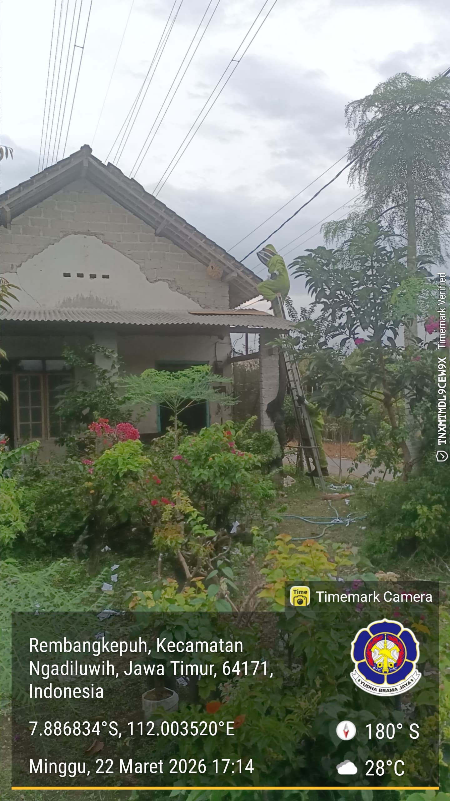 Petugas mengevakuasi sarang tawon vespa di atap rumah kosong