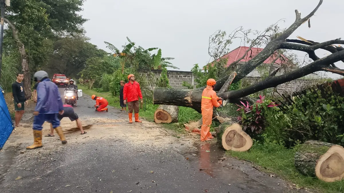 Hujan deras disertai angin kencang menyebabkan pohon tumbang di beberapa titik di Kabupaten Kediri. (istimewa)