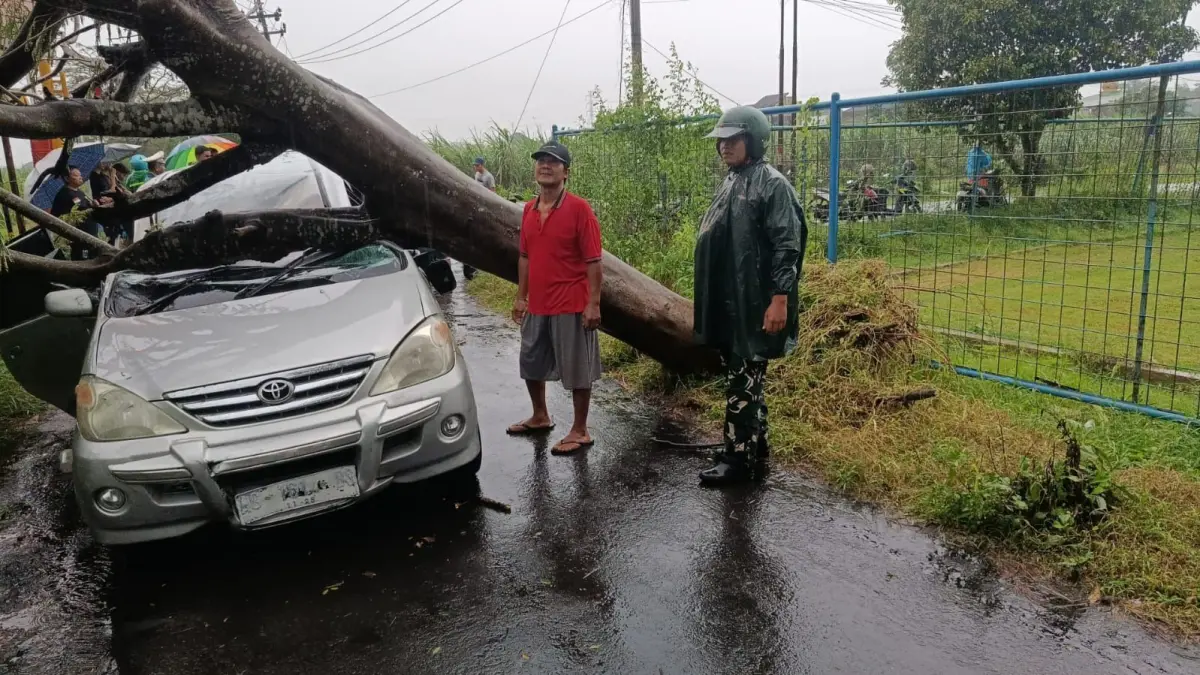 Mobil Toyota Avanza tertimpa pohon tumbang di Kota Kediri. (Istimewa)