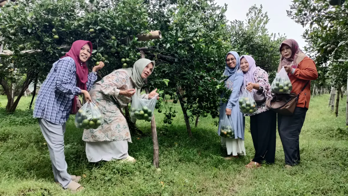 Pengunjung memetik buah jeruk di kawasan wisata Desa Bulusari 