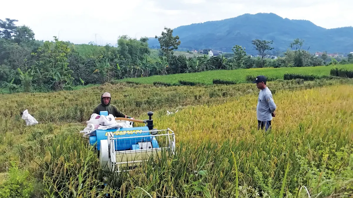 Petani di Kabupaten Kediri menggunakan jasa persewaan mesin potong padi untuk panen. (Diana Yunita Sari/JPRK)