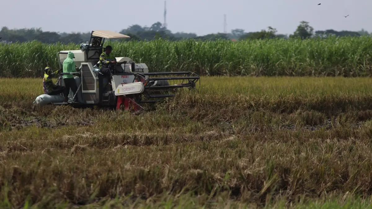 Ilustrasi petani yang memanen padi dengan mesin kombi. Di Kota Kediri, produksi padi mengalami penurunan. (Foto: Wahyu Adji)