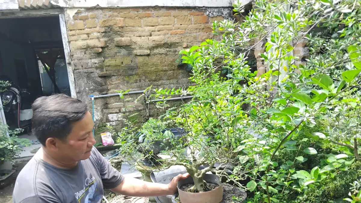 Pengrajin bonsai Desa Kambingan merawat tanamannya (Diana Yunita)