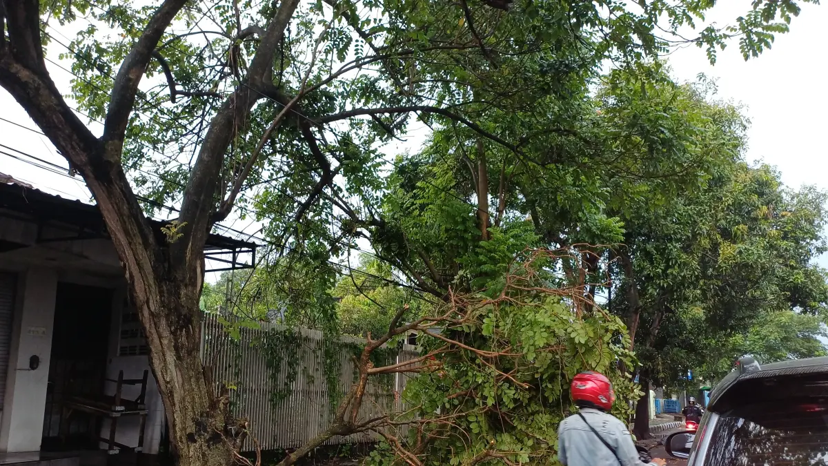 Angin kencang terjang Kota Kediri. Sebabkan pohon tumbang di beberapa titik. (Ayu Isma/JPRK)