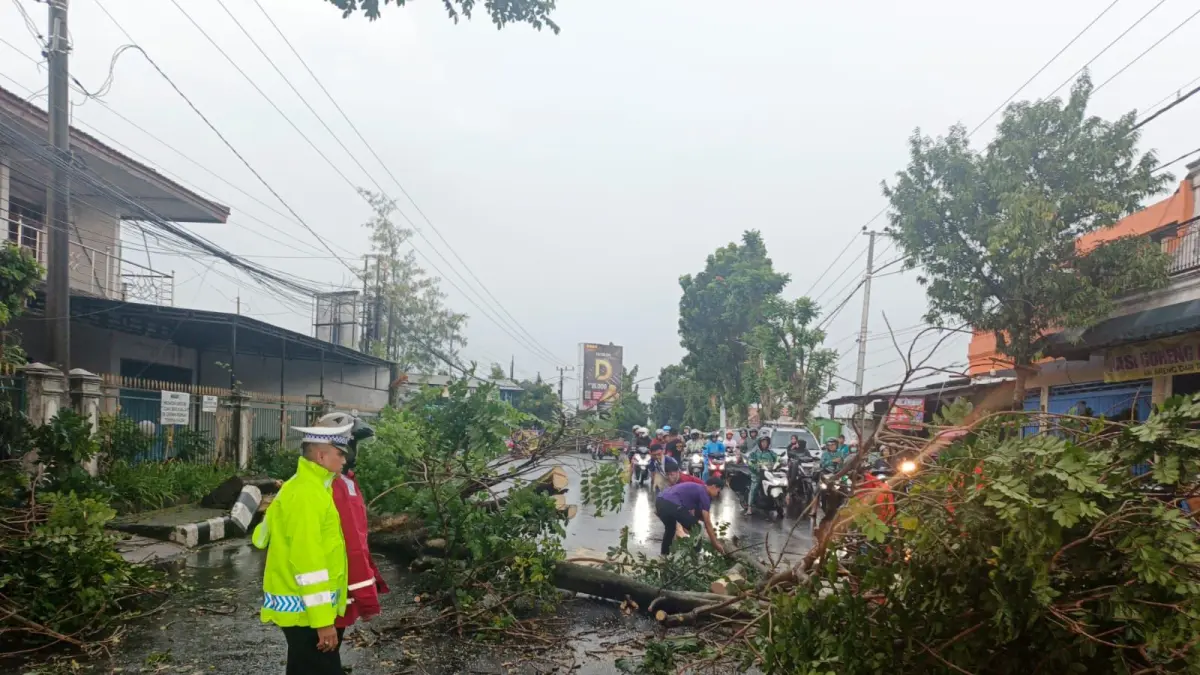 Pohon Tumbang Tutupi Jalan Vital Kota Kediri, Arus Lalin Sempat Tersendat 1 Jam. (Hilda Nurmala Risani/JPRK)