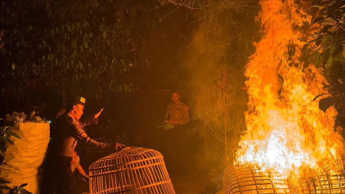 Polisi membakar arena sabung ayam berada di Dusun Sawahan, Desa Payaman. (Istimewa)