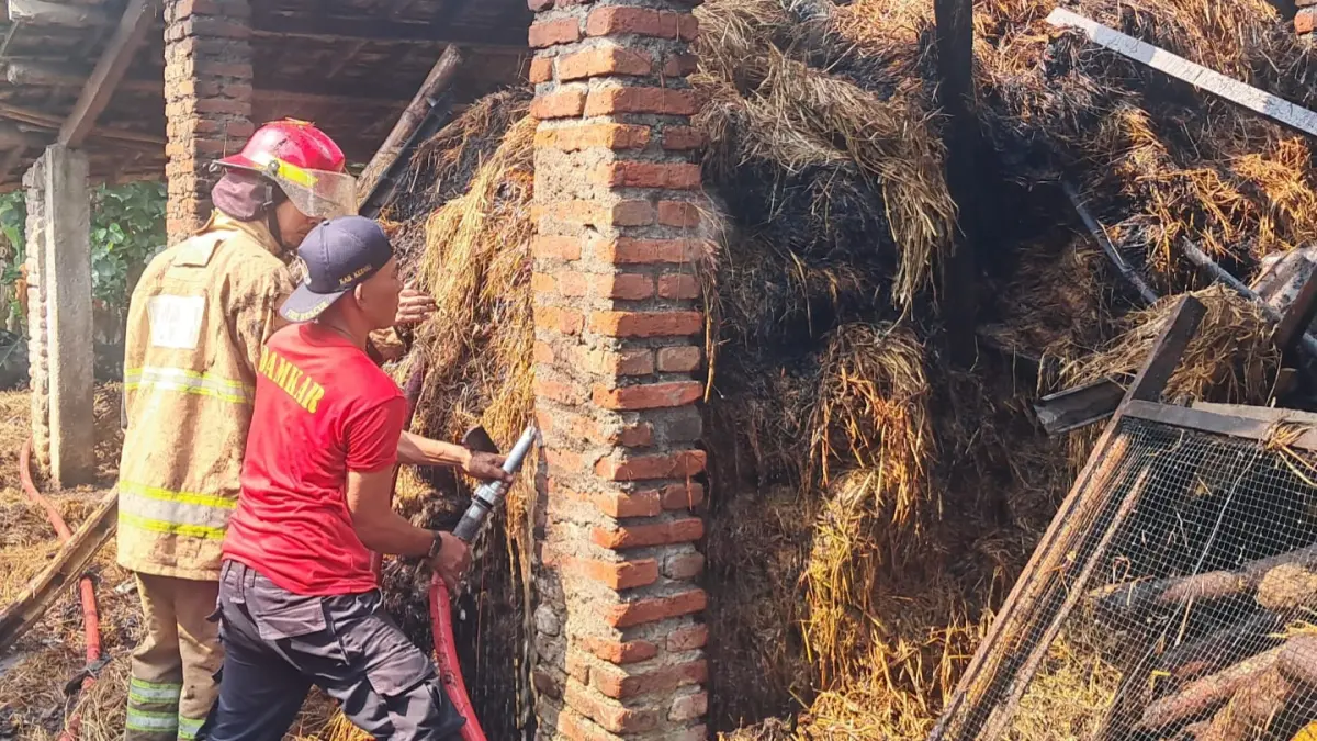 Tim damkar melakukan pemadaman api di kandang sapi Desa Belor Kecamatan Purwoasri
