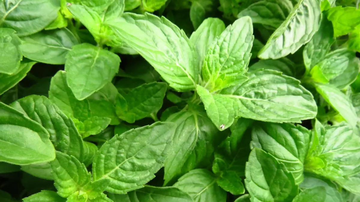 Khasiat Daun Kemangi