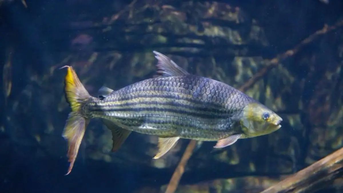 African Tigerfish