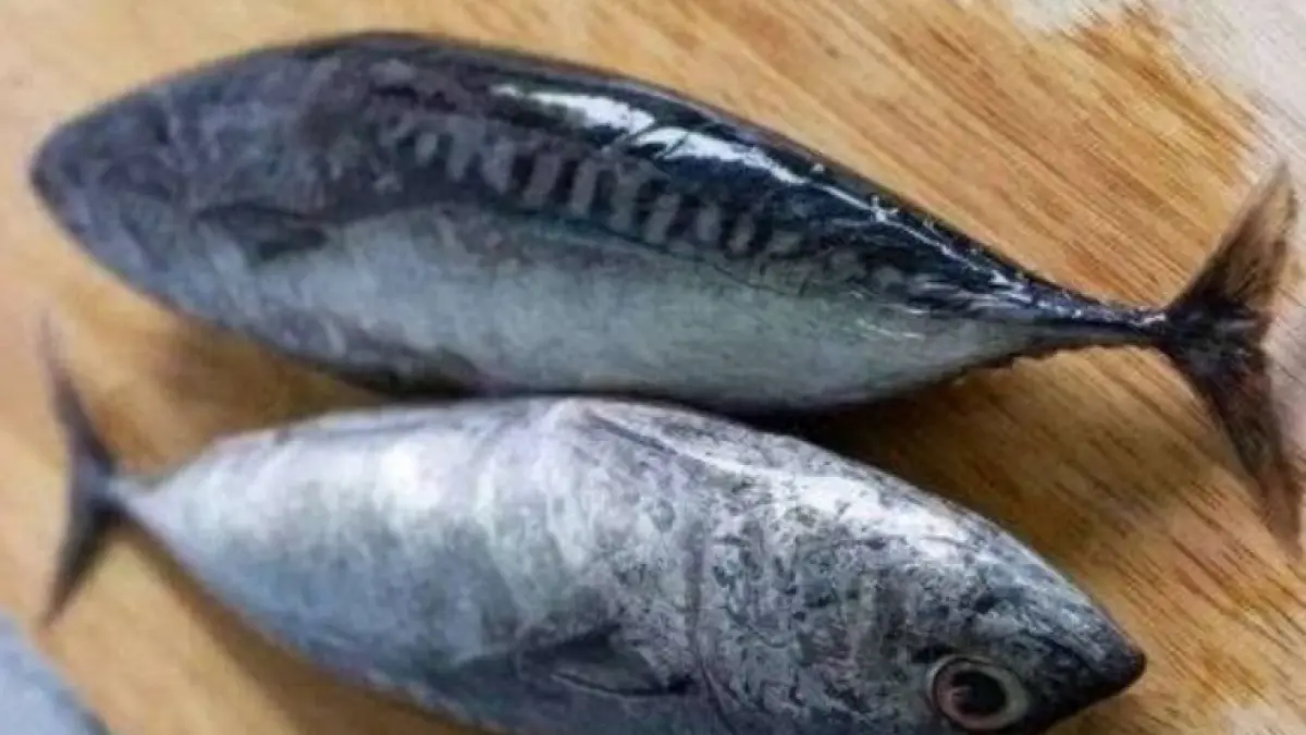 Ikan Tongkol