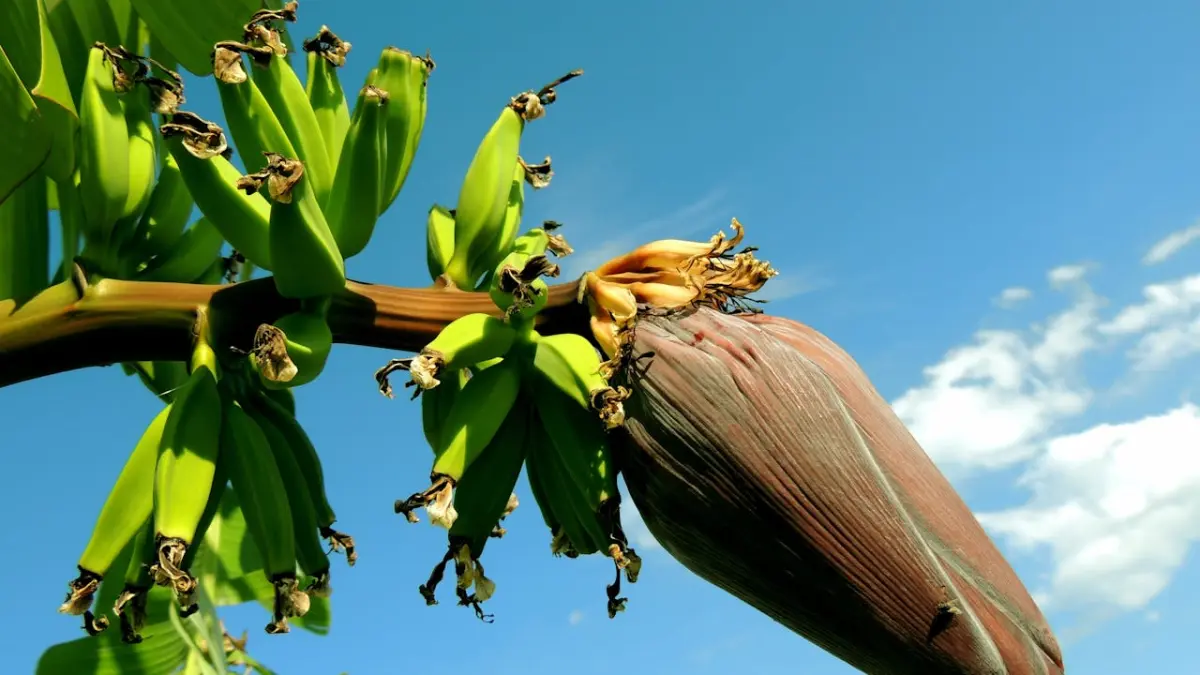 Jantung Pisang Kaya Manfaat