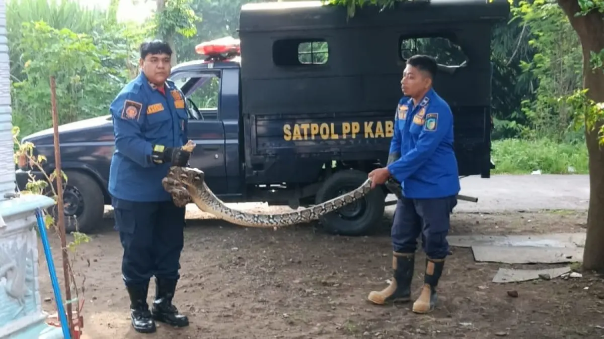 Petugas Damkar lakukan evakuasi ular piton sepanjang 2,5 meter di Kecamatan Mojo
