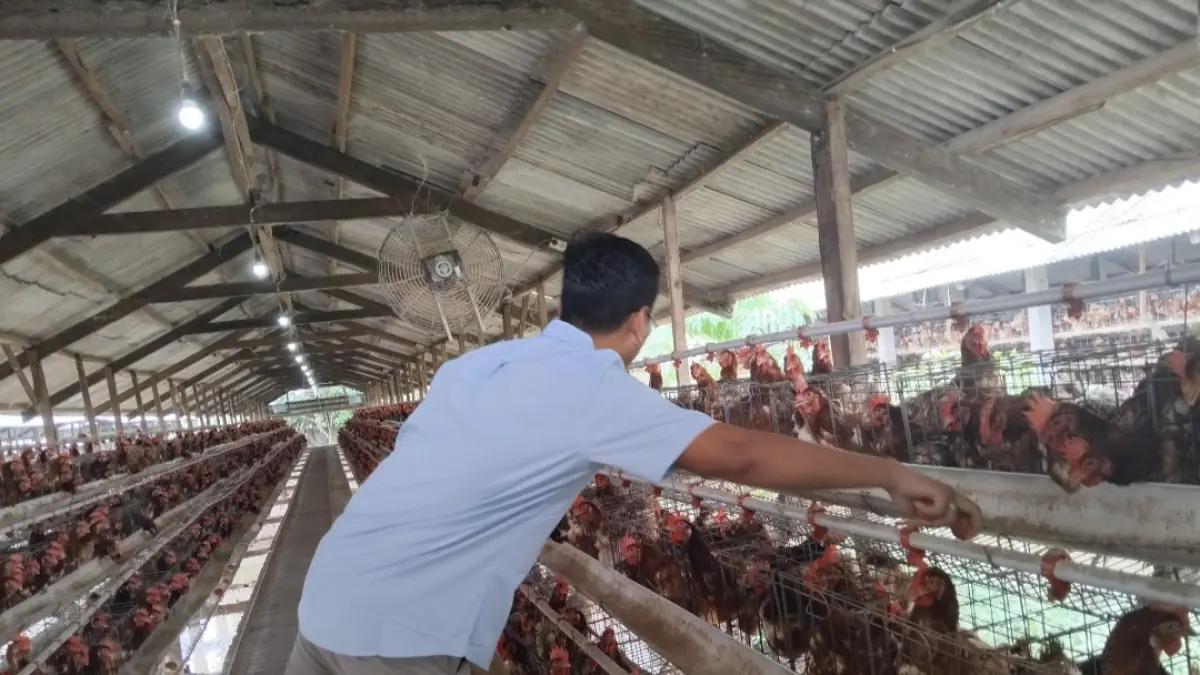 Permintaan telur ayam meningkat, dipengaruhi konsumsi dan MBG (Diana Yunita)