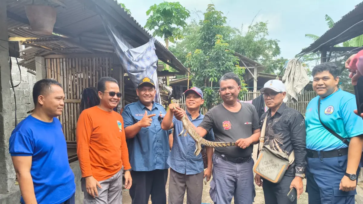 Petugas Damkar lakukan evakuasi anakan buaya di Desa Deyeng Kecamatan Ringinrejo Kamis (30/4)