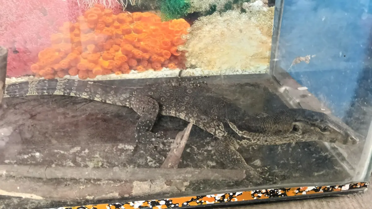 Damkar Evakuasi biawak di pemukiman warga Pare