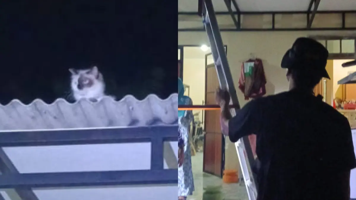Petugas Damkar Lakukan evakuasi kucing terjebak di atap rumah warga Desa Seketi Kecamatan Ngadiluwih