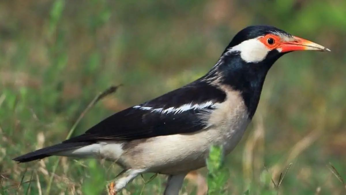 Burung Jalak