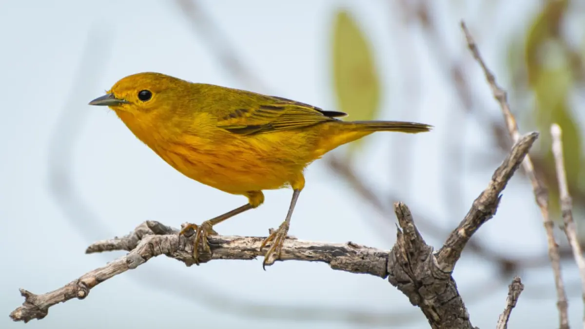 Burung Kenari